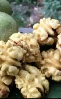گردو پوست کاغذی درجه یک