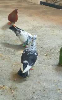 چند جفت کبوتر