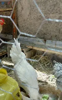 مرغ و خروس محلی
