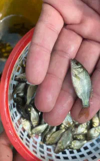 بچه ماهی کپور گرمی یک بند نیم