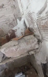 ماده کارل میولمنز اصل