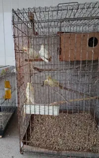 جفت عروس هلندی با دوتا جوجه بالغ