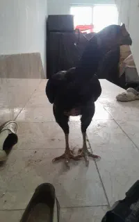 مرغ لاری بالغ تخم گذار
