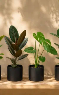 فروش گل و گیاه آپارتمانی ، ارسال داخل گرگان رایگان