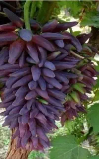 گرانترین انگور جهان روبی رومن ژاپن