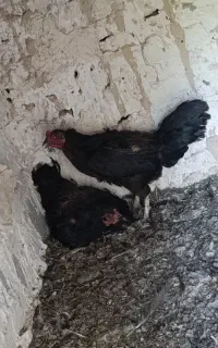 مرغ کرچ