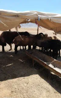 میش وقوچ تمام چاق