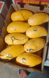 انبه درجه یک پیوندی صادراتی