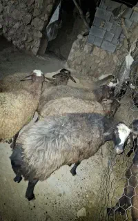 گوسفند جوون سر حال و داشتی