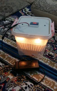 قناری سهره عروس پاریس فنچ