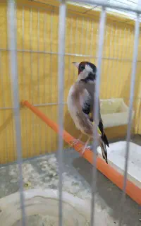 جوجه سهره دوساله