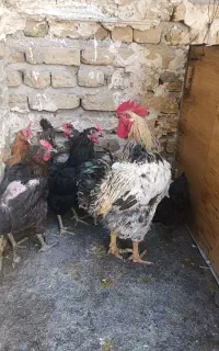 خروس