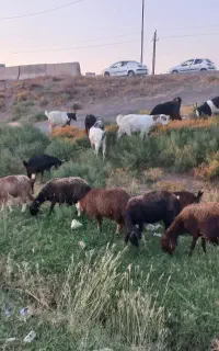فروش ۶ راس بز