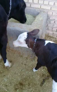 گوساله نر