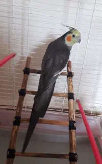 عروس هلندی نر