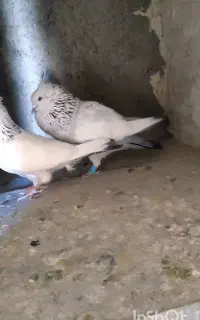 جفت سینه ابی