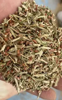 خارشتر تابستانه