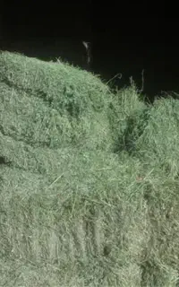 کارگر یونجه