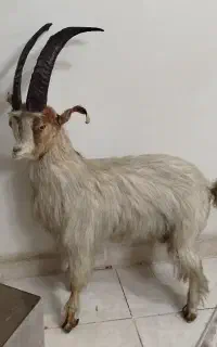 بزخشک شده