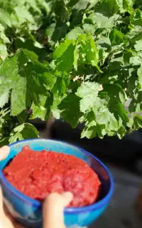 رب گوجه فرنگی خانگی