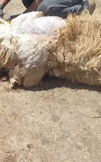 فروش پشم گوسفند