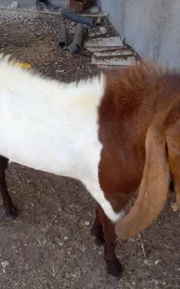 پازن پاکستانی