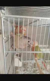 جوجه گرینچیک