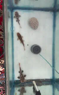 دو عد ماهی ردتیل دراگون و کت