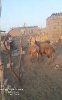 یک‌عددبره‌قوچی