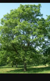 گردو تکونی وحرص گردو