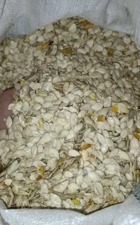 تخمه کدو