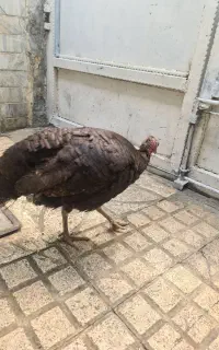 بوقلمون ماده تخم گذار