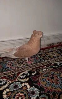 کبوتر