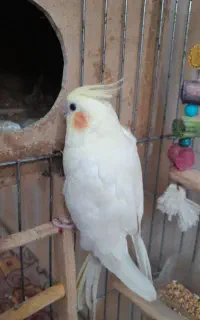 عروس هلندی یه بچه با مادر