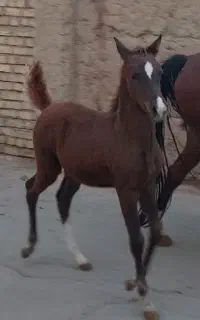 کره مادیون کره سهیل