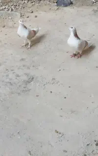 کفتر ساده