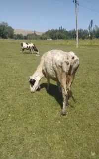 گاوگوشتی