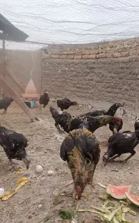 خروس و مرغ لاری مشکی