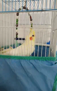 عروس نر سخنگو