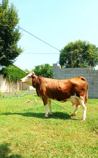 گاو مونت بلیارد با گوساله ماده ده روزه