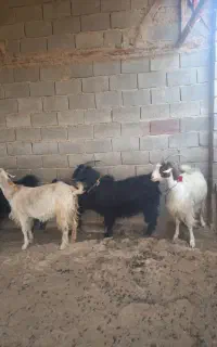 بز اوسن