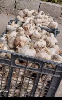 سیر محلی بذری
