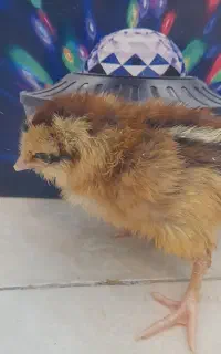 تعدادی جوجه گلین