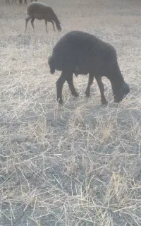 بره نر