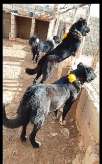 سگ قدرجانی