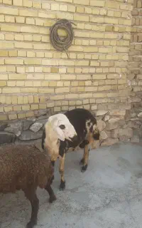 قوچ پلنگی