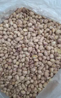 لوبیا چیتی ایرانی تمیز شده