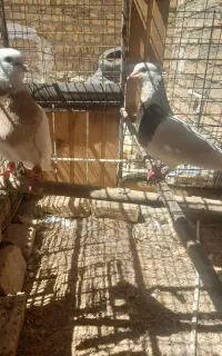 جفت کفتر طوقی با جوجه ها