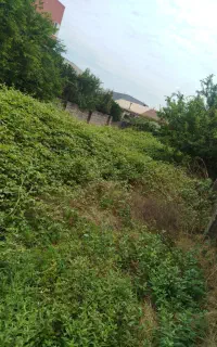 هرس و پاکسازی زمین روستاهای کوچصفهان