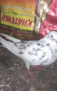 سرور سرخ